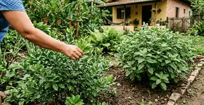 Foto: (Imagem sem texto alternativo disponivel ID [2760196])