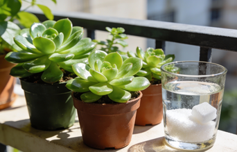 Featured large news: Dissolva uma colher disso no copo e suas suculentas vão dobrar de tamanho