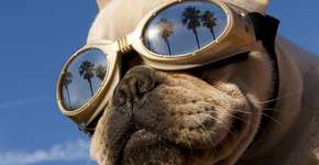 Foto: (Imagem sem texto alternativo disponivel ID [1018117])