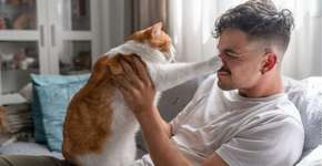 Estudo confirma: gatos preferem uma pessoa na casa