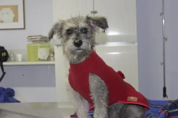 Quintal de São Francisco