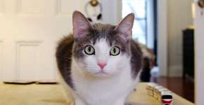 Tumblr reúne fotos de adoráveis gatos de Nova York