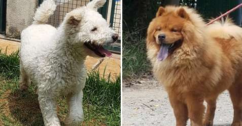 Coringa e Caramelo também estão aguardando amor