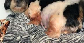 Mais 13 mil pessoas entram na fila de espera de adoção de cães