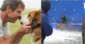 Premiere de ‘4 Vidas’ é cancelada após denúncia de maus-tratos